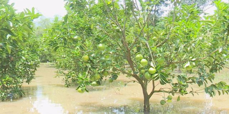 Ảnh trong bài 2[1]