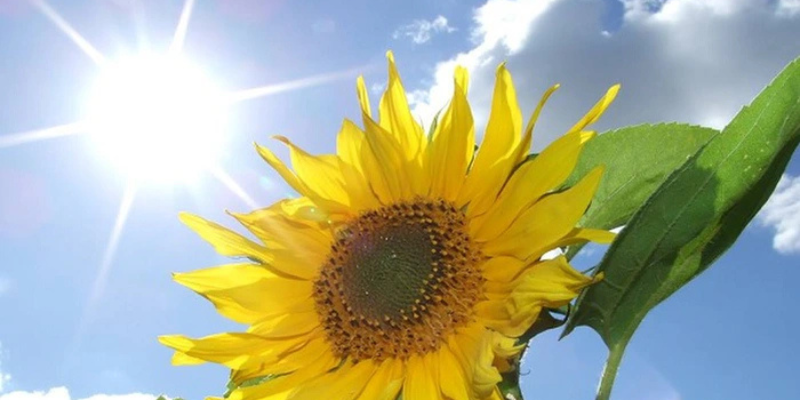 Ảnh trong bài 2[1]