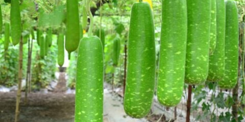 Ảnh trong bài 2[1]