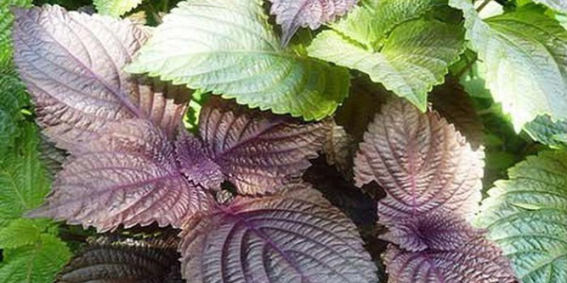 Ảnh trong bài 2[2]