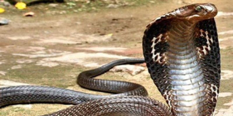 Ảnh trong bài 3[1]