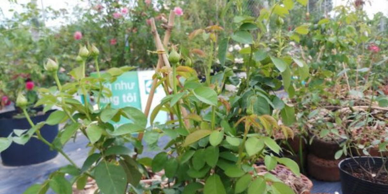 Ảnh trong bài 3[1]