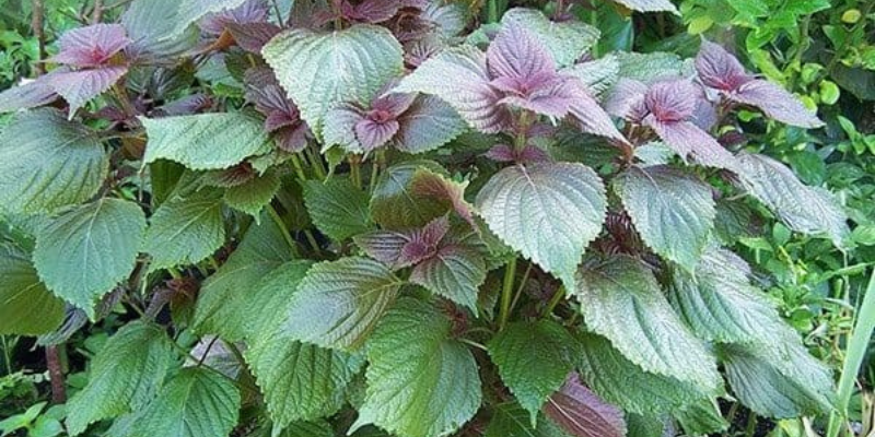 Ảnh trong bài 3[1]