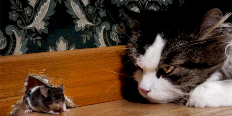 Ảnh trong bài 3[1]