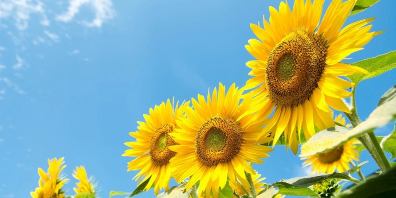 Ảnh trong bài 3[1]