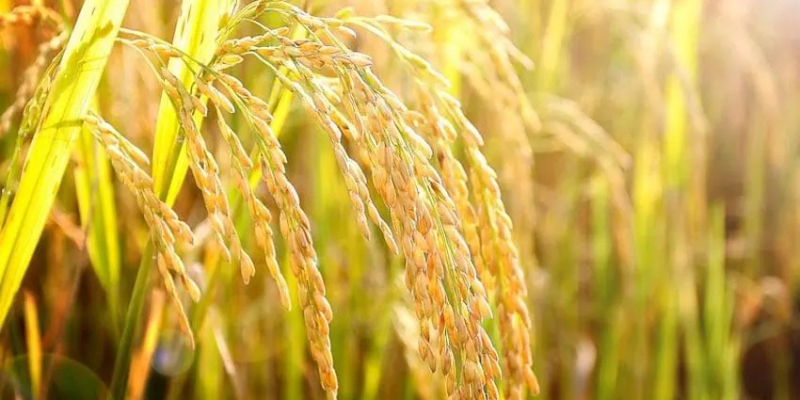 Ảnh trong bài 3[2]